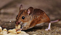 24 Hour & Emergency Exterminators in West Portsmouth, OH